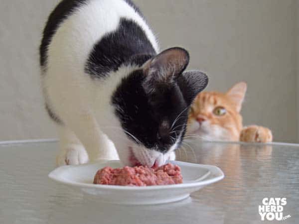 orange tabby cat looks on as black and white tuxedo kitten eats