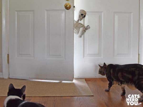 black and white tuxedo cat and brown tabby cat look at skeleton
