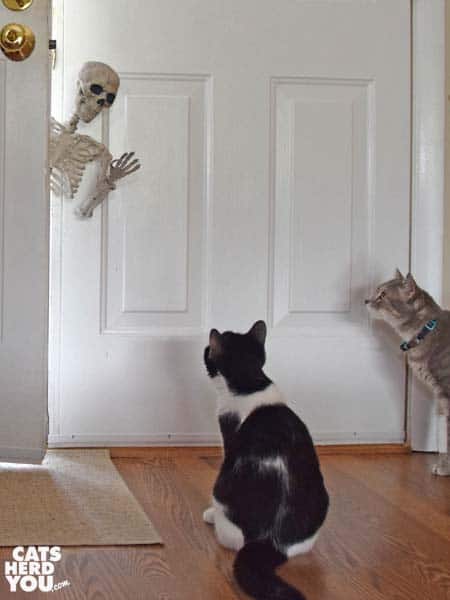 black and white tuxedo cat and gray tabby cat look at skeleton leaning in open door