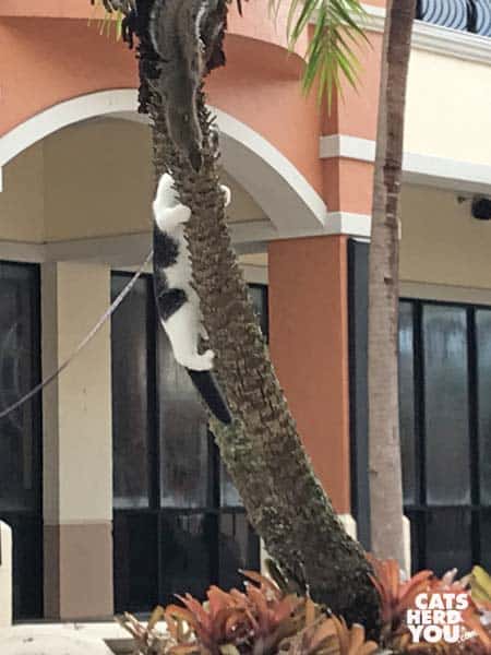 black and white tuxedo kitten climbs tree after squirrel