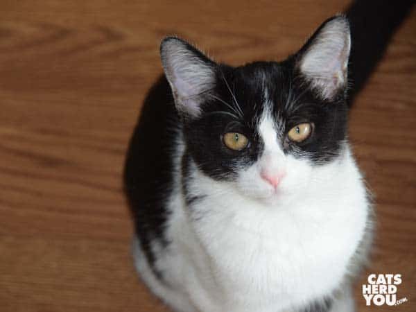 black and white tuxedo kitten looks up from wood floor