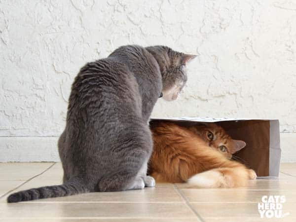 gray tabby cat looks into paper bag at orange tabby cat