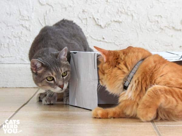 gray tabby cat peeks around paper bag at orange tabby cat