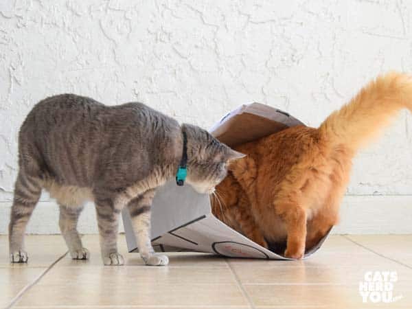 gray tabby cat watches orange tabby cat go into paper bag