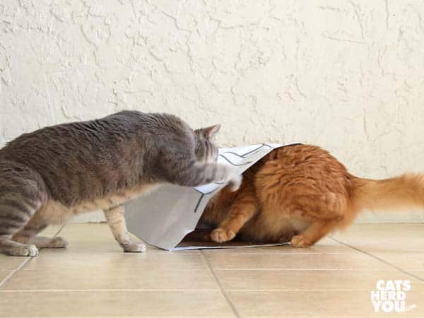 gray tabby cat swats orange tabby cat 