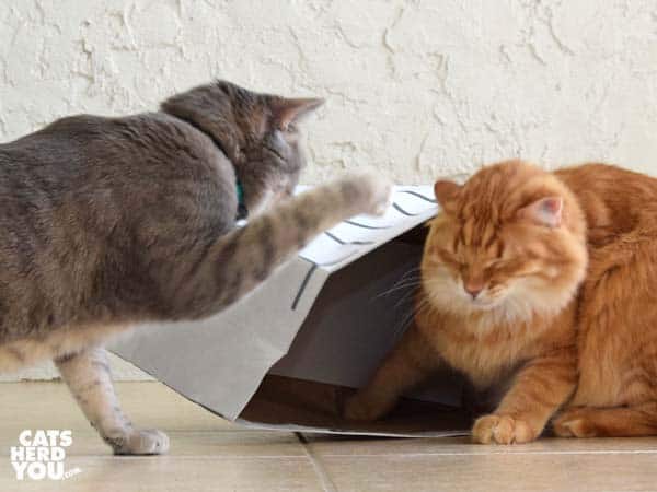 gray tabby cat swats orange tabby cat 