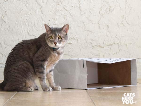 gray tabby cat sits beside paper bag