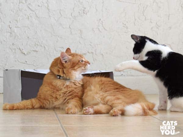 Orange tabby cat and black and white tuxedo kitten play around paper bag