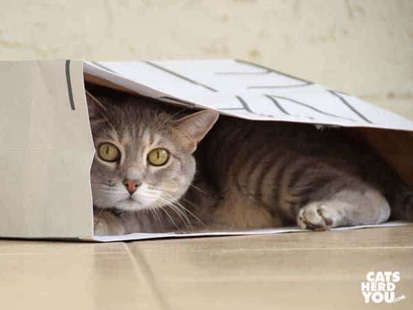 gray tabby cat in paper bag