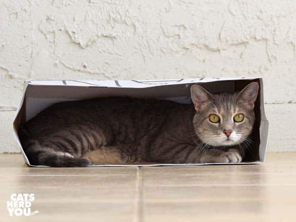 gray tabby cat in paper bag