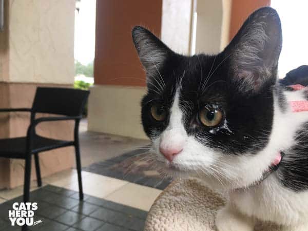 black and white tuxedo kitten with whipped cream around eye