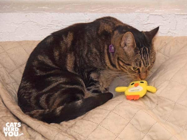 one-eyed brown tabby cat looks at chick