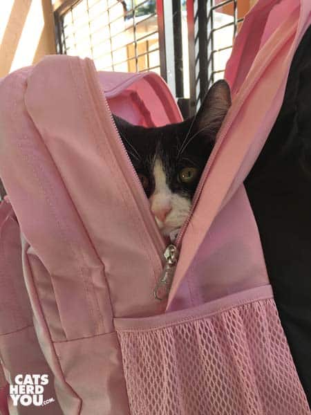 black and white tuxedo cat in pink backpack