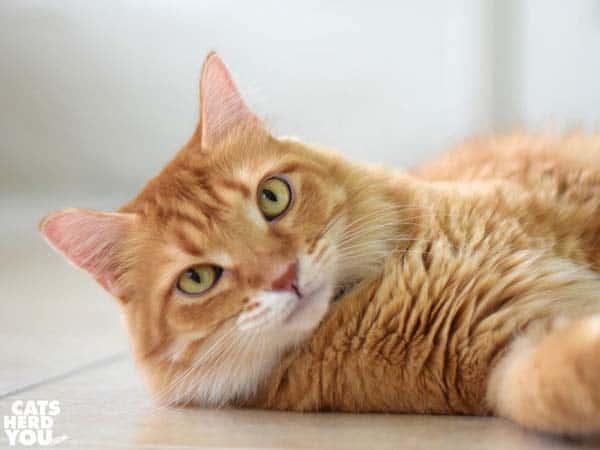 orange tabby cat lounges