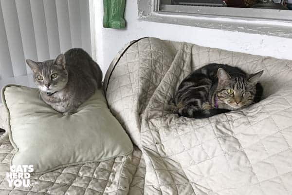 gray tabby cat and one-eyed brown tabby cat sit together on sofa