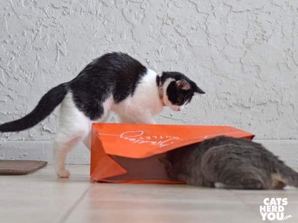 black and white tuxedo kitten looks at gray tabby cat in orange bag