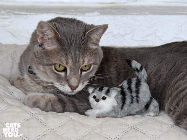 gray tabby cat with mini furred gray tabby cat