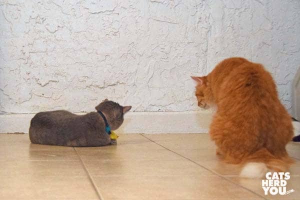 orange tabby cat watches gray tabby cat play
