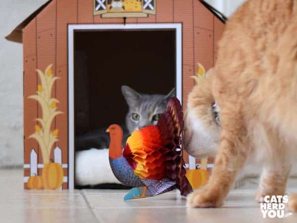 orange tabby cat looks at turkey honeycomb decoration
