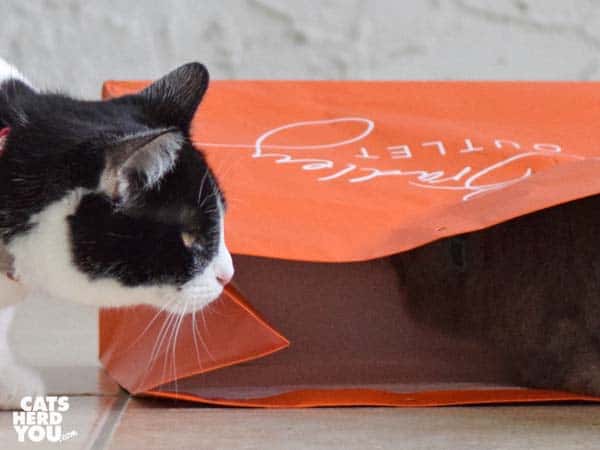 black and white tuxedo kitten looks at gray tabby cat in orange bag
