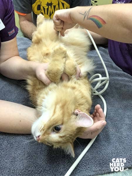 orange tabby cat on his back in veterinary exam room