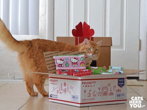 orange tabby cat looks at US priority mail box full of wrapped gifts