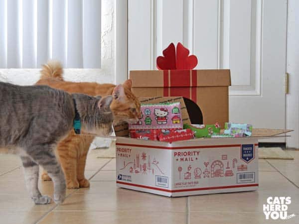 orange tabby cat and gray tabby cat look at priority mail box full of wrapped gifts