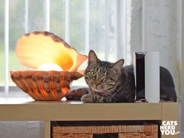 one-eyed brown tabby cat leans against web camera