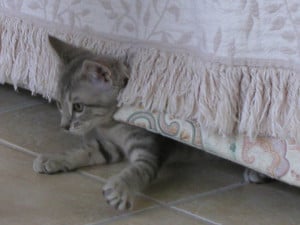 01_PierreKitten