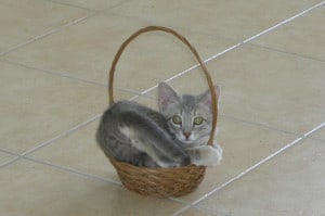 05_PierreinBasket2