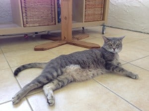14_PierreTummy
