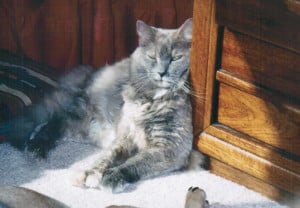SassySits