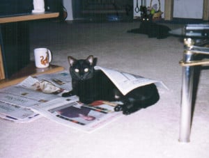 TaliaNewspaper