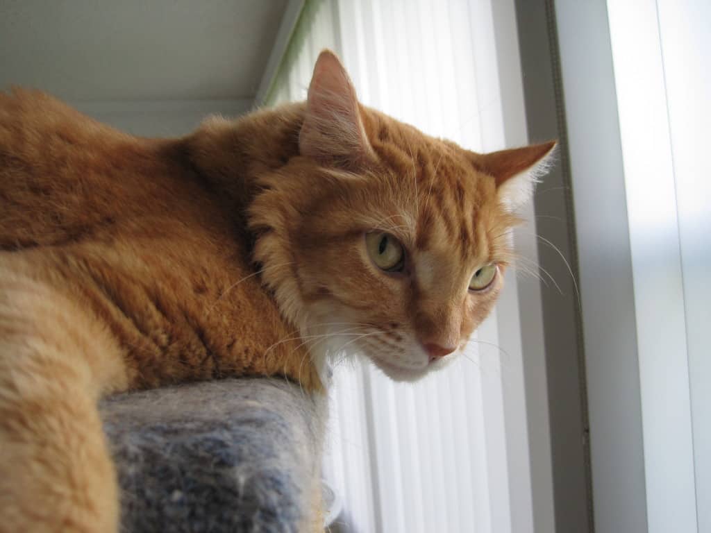 Newton and the Stink Eye