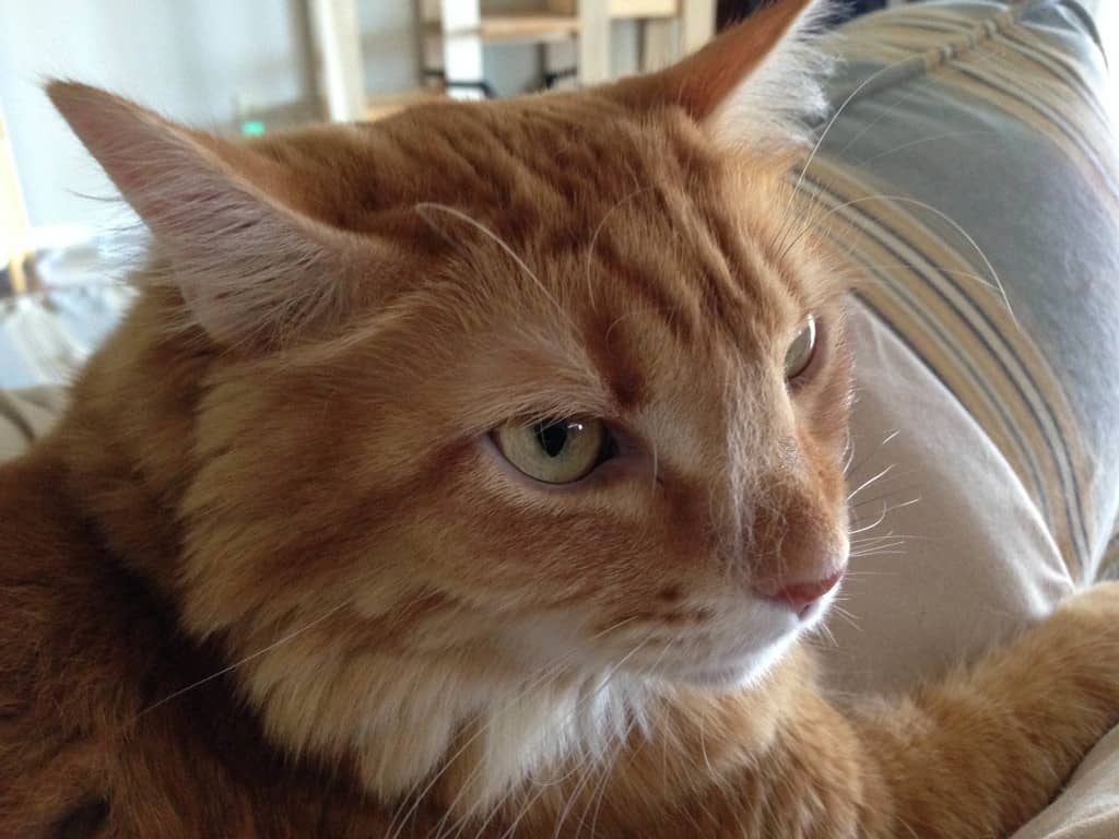 Newton Has Bed Head