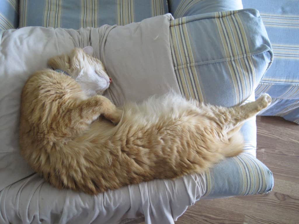 Newton Leads the Snooze Off