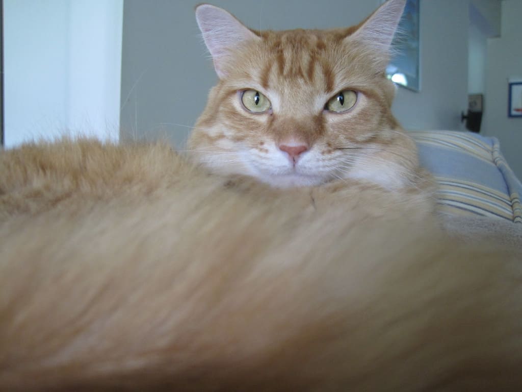 Newton and the Tail