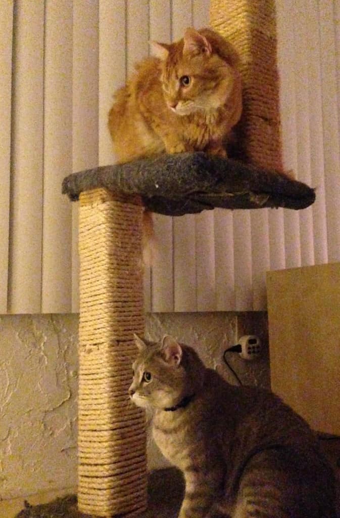 Newton and Pierre Observing Christmas Tree