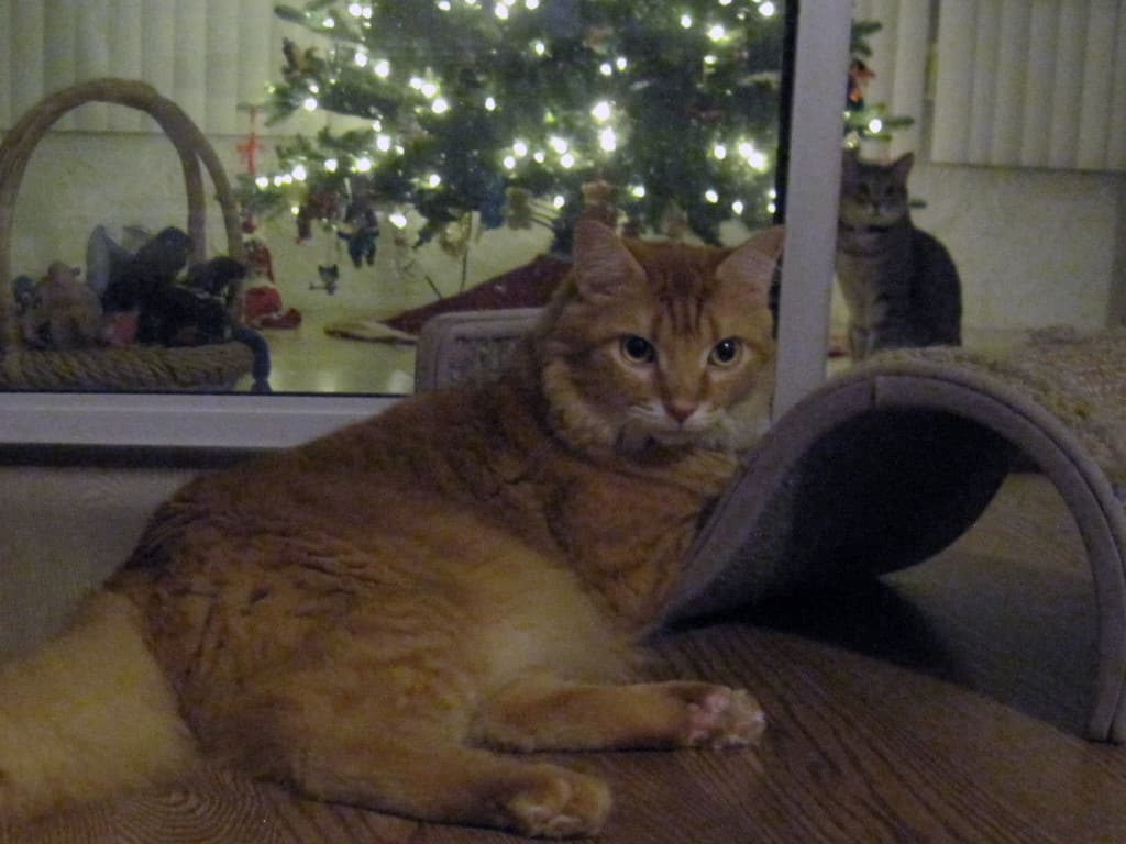 Newton and Pierre Waiting for Santa