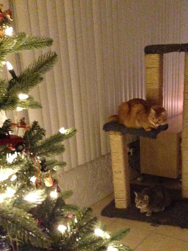 Newton and Pierre watching the Christmas Tree