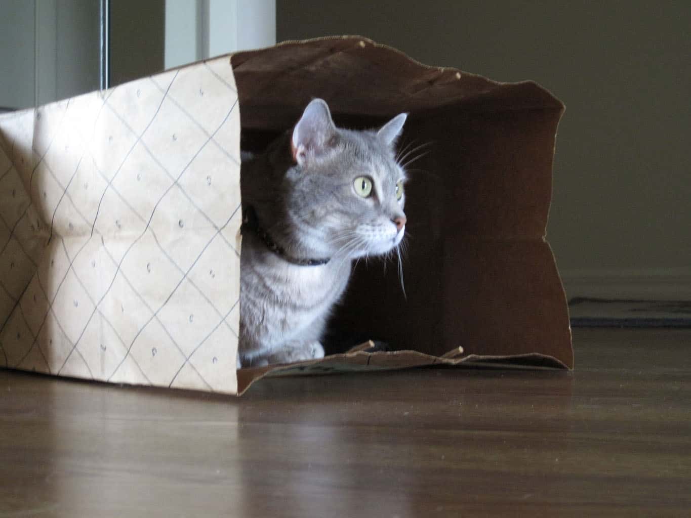 First: Paper Bags - Cats Herd You