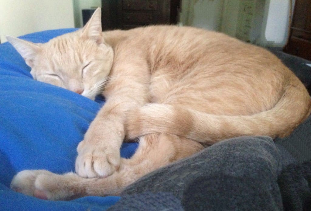 Earl_Snoozy1