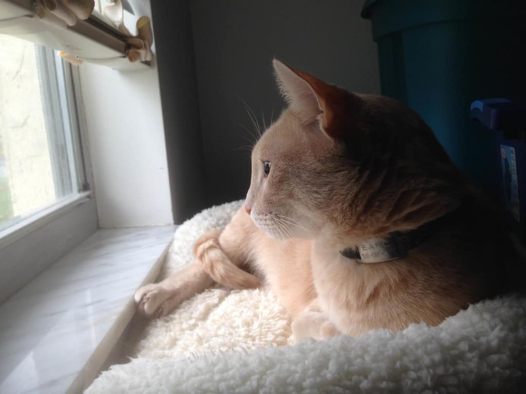 Earl_WindowGazing1