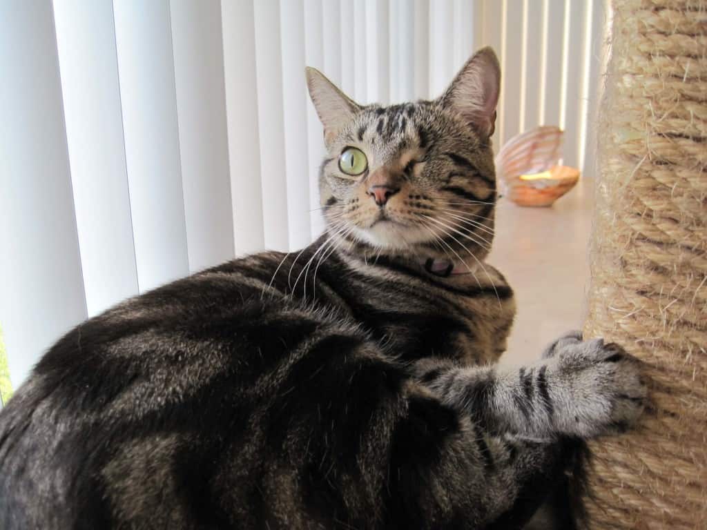 Ashtonon cat tree