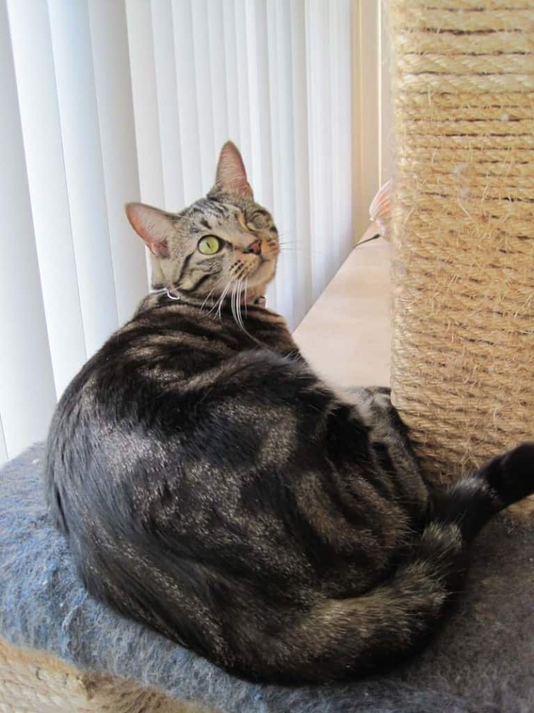 Ashton on cat tree