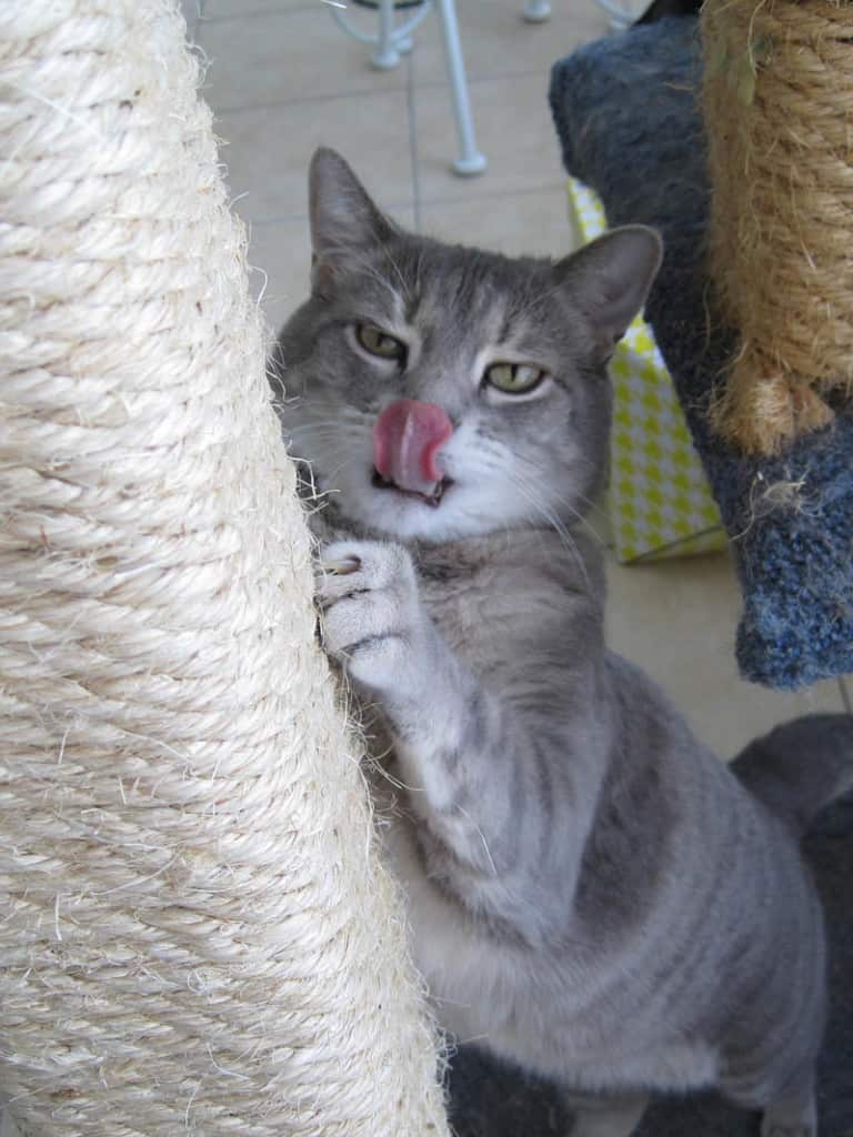Pierre Gives the Cat Tree  a Raspberry