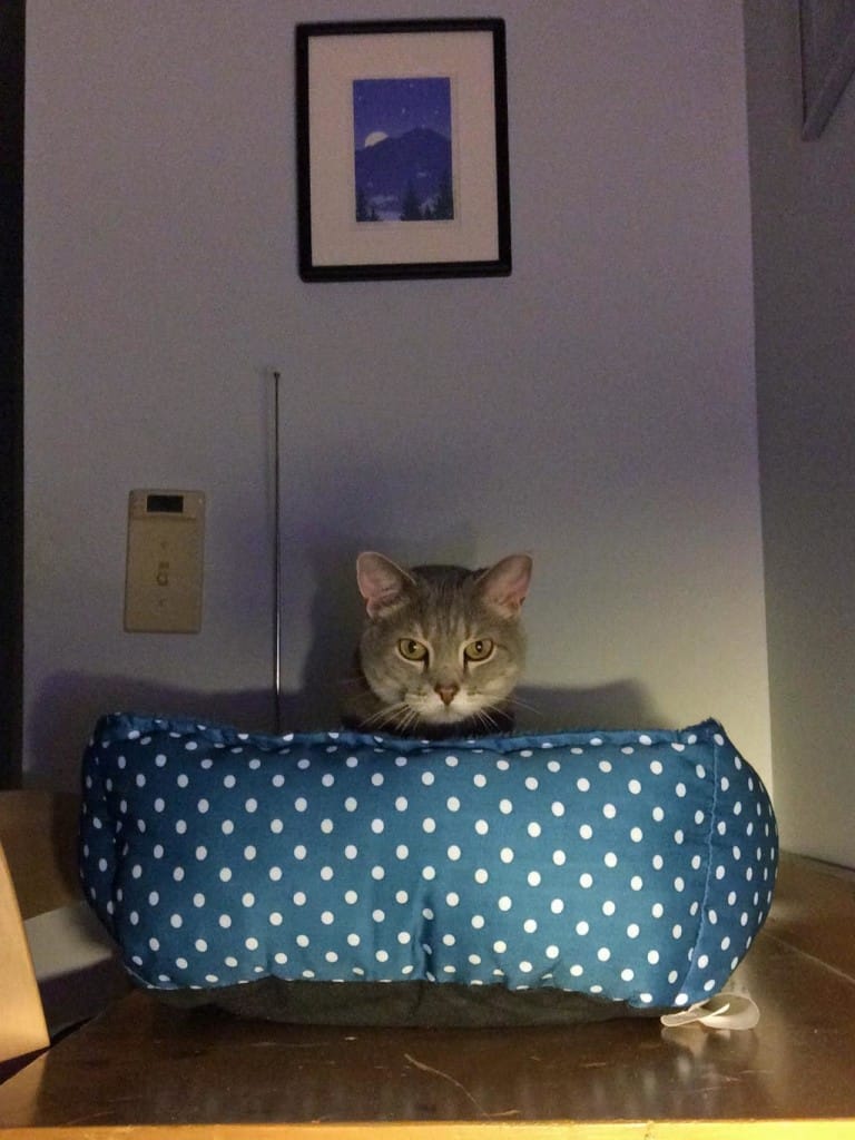 Pierre_and_the_Feb_Bonus_Bed_sm