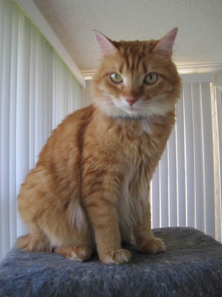 Newton_sits_on_top_of_cat_tree_sm