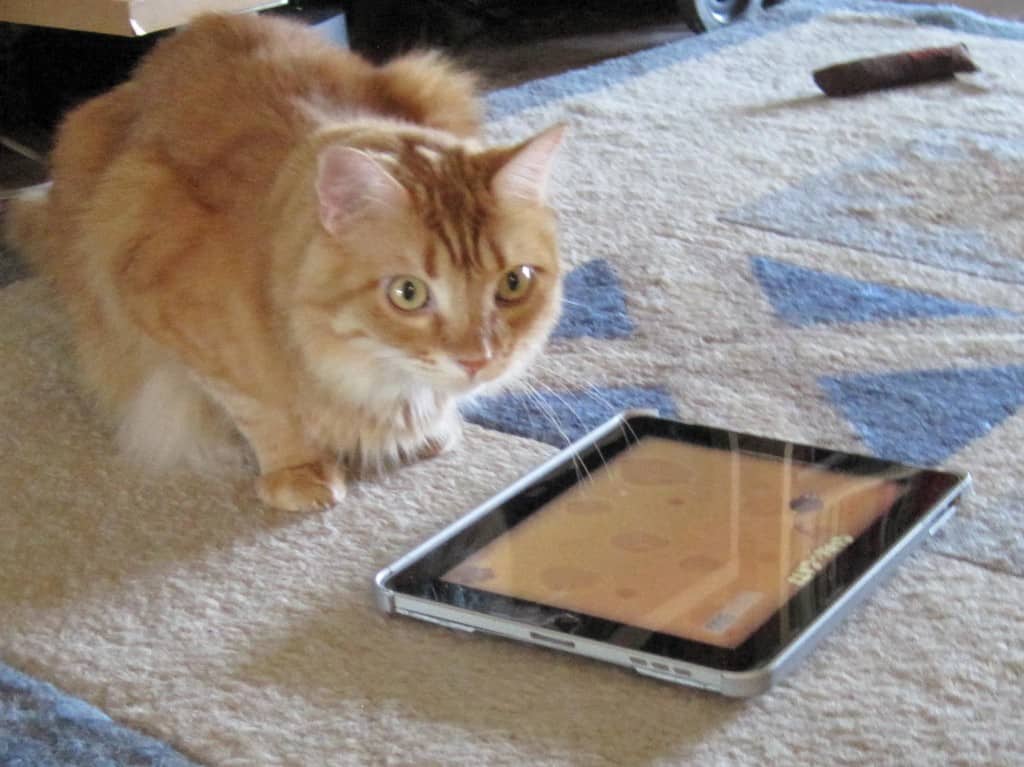 Newton watches the iPad, his armpit floof on display