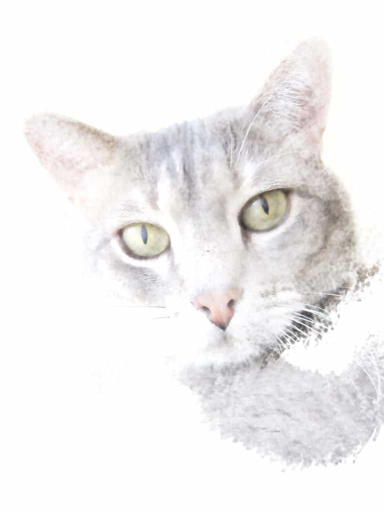 Pierre Watercolor